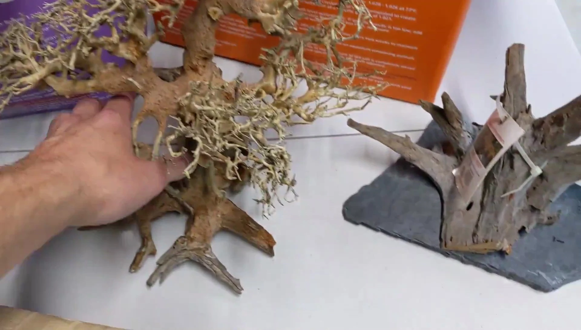 Close-up shot of the large bonsai tree.