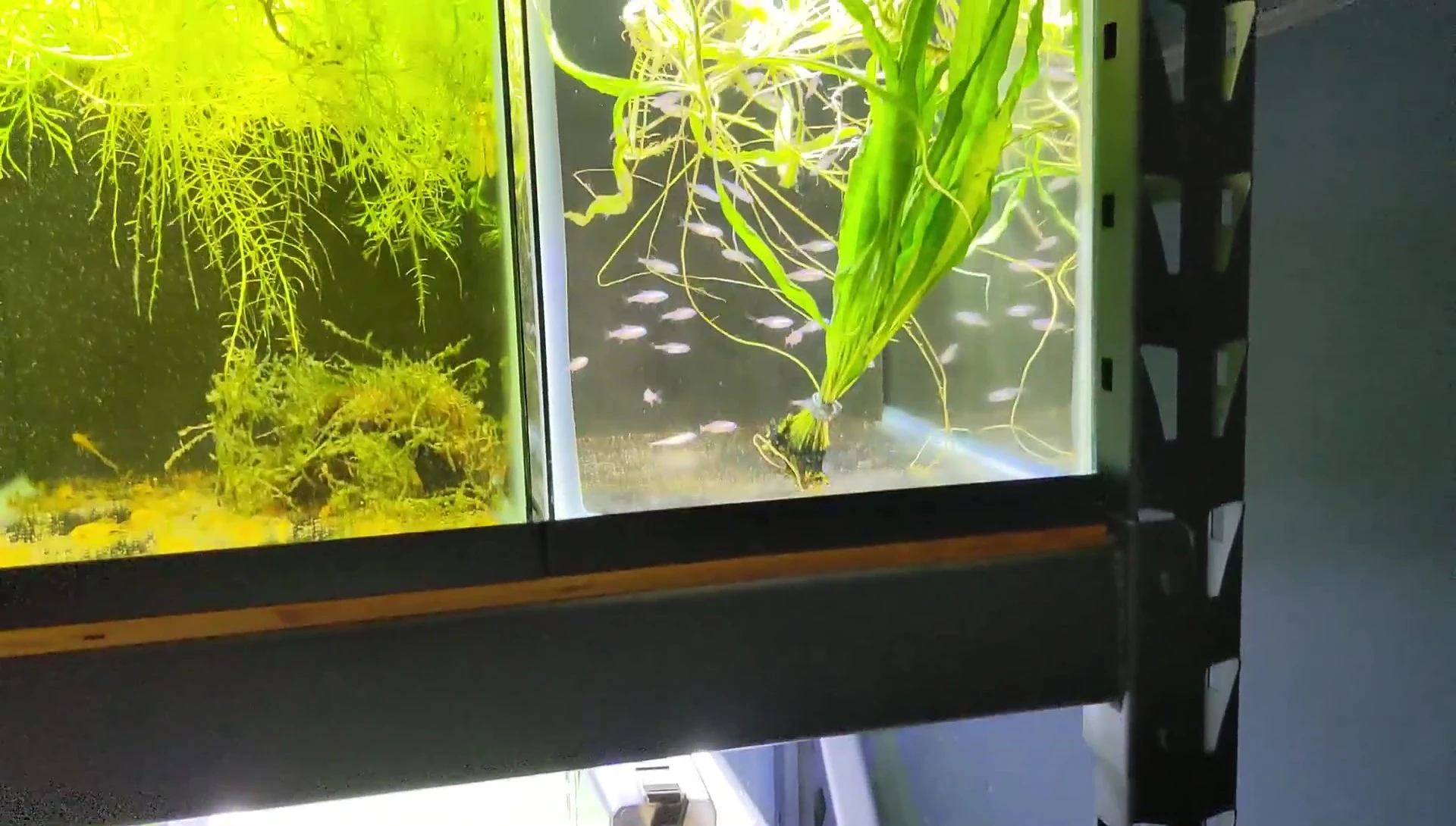 Close-up shot of loose Anubias and Java Fern.