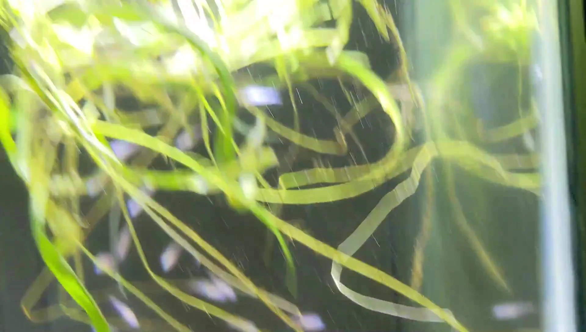 A large piece of Java Fern, highlighting its size.