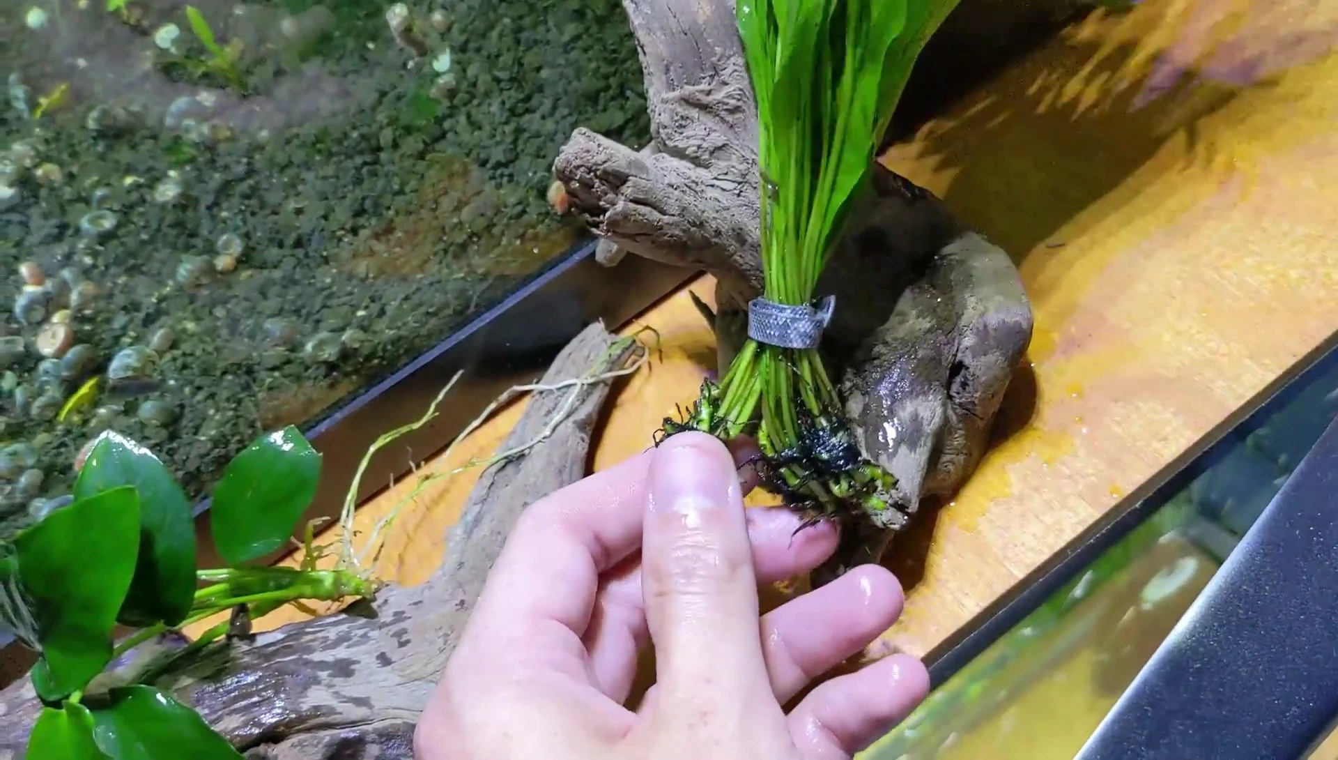 Example of Java Fern attached to wood, showing the layering of plants.
