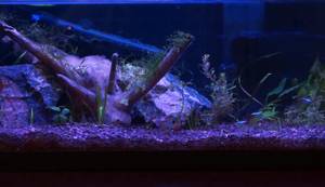 Finnex Planted+ 24/7 Review: A Comprehensive Look at This Aquarium Light