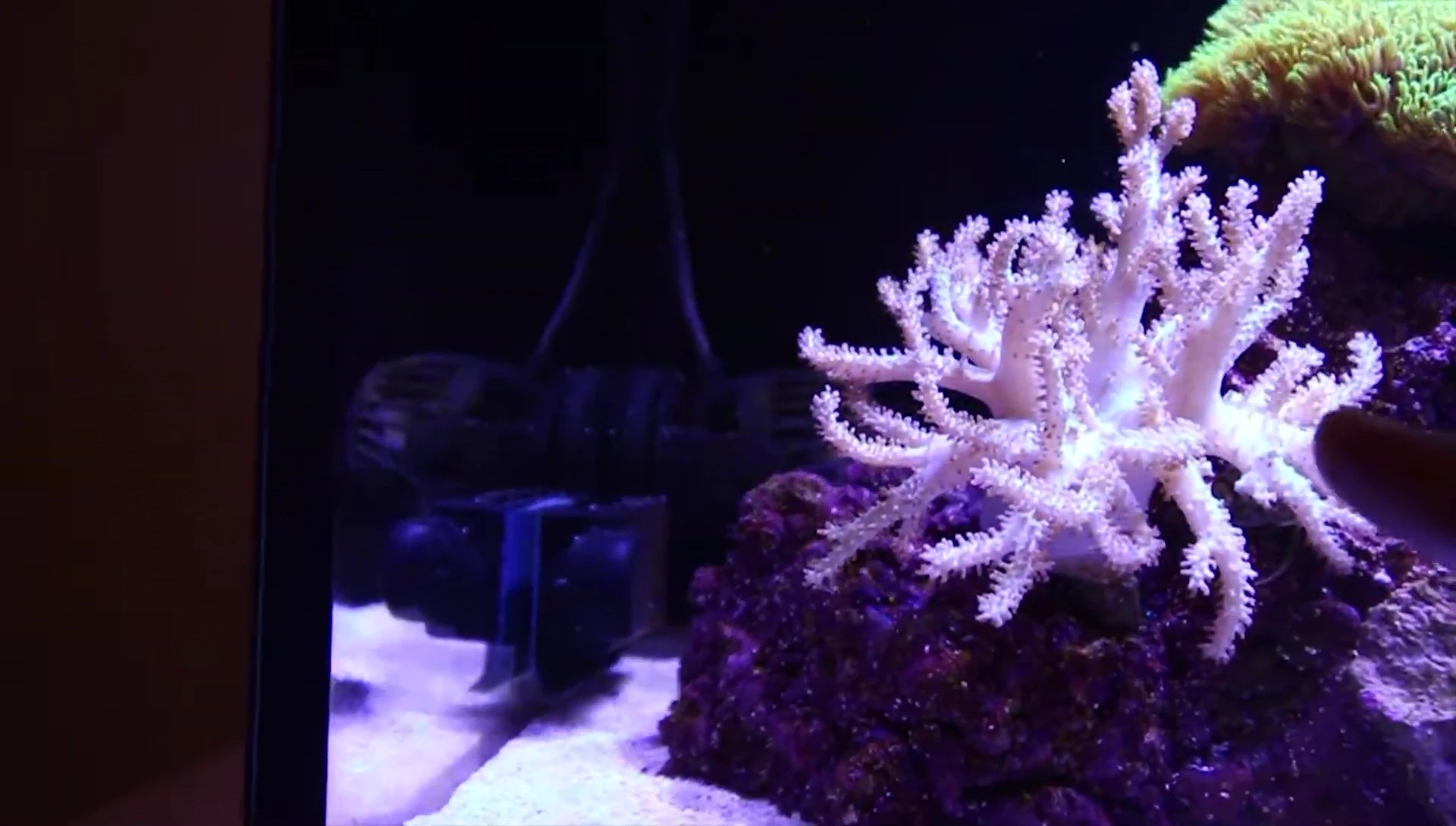 Leather coral