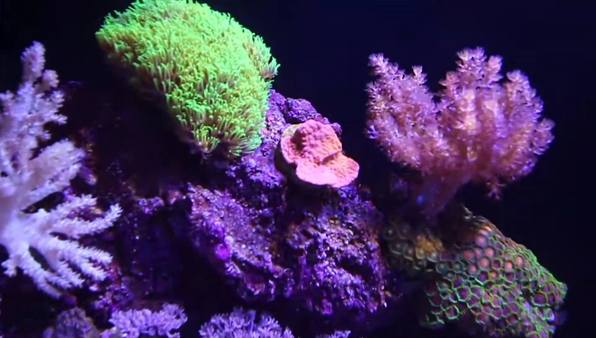 Red Montipora cap