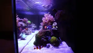 Amazon Aquanite Hypergara LED Review: Budget-Friendly Reef Lighting?