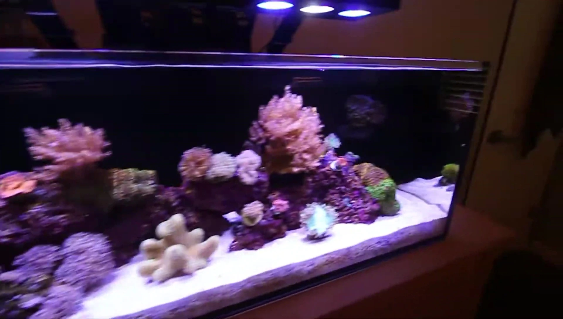 Powerhead being placed in the aquarium