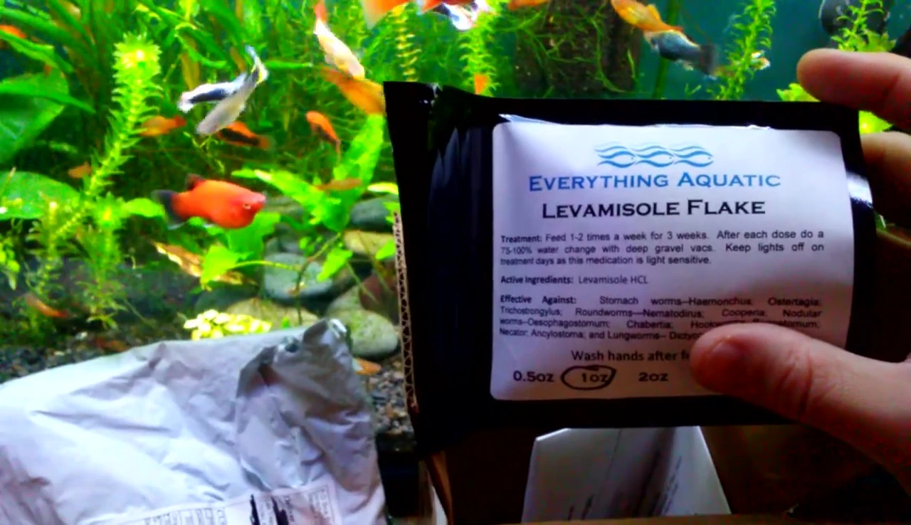 Close-up of the aquarium showing potential infestation