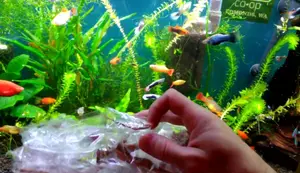 Cheap Aquarium Driftwood Review: eBay Asia Purchase