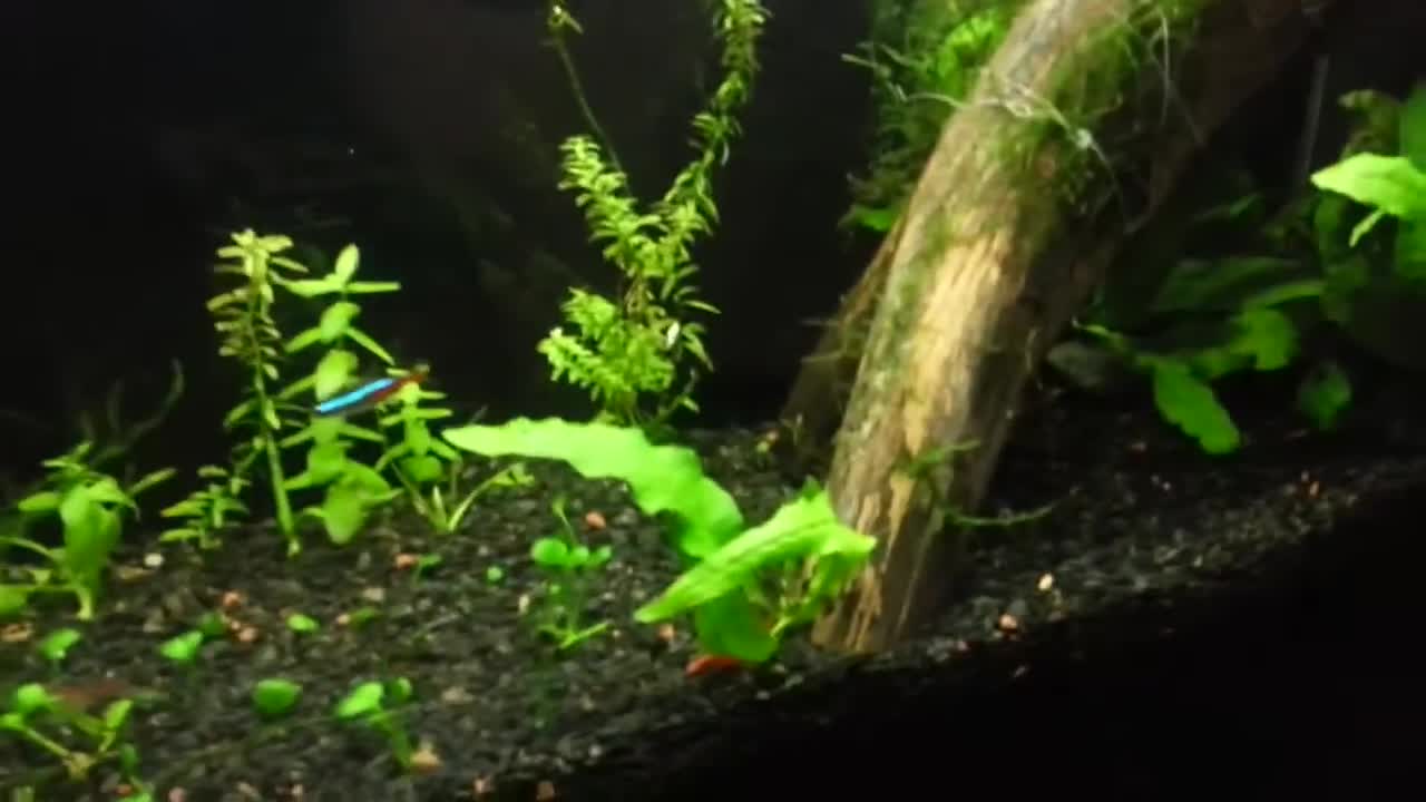 Close-up of the old wood piece in the aquarium before removal.