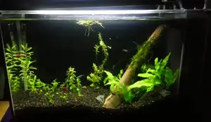 Fluval Spec V Aquarium Upgrade: New Wood, Plants, and Design