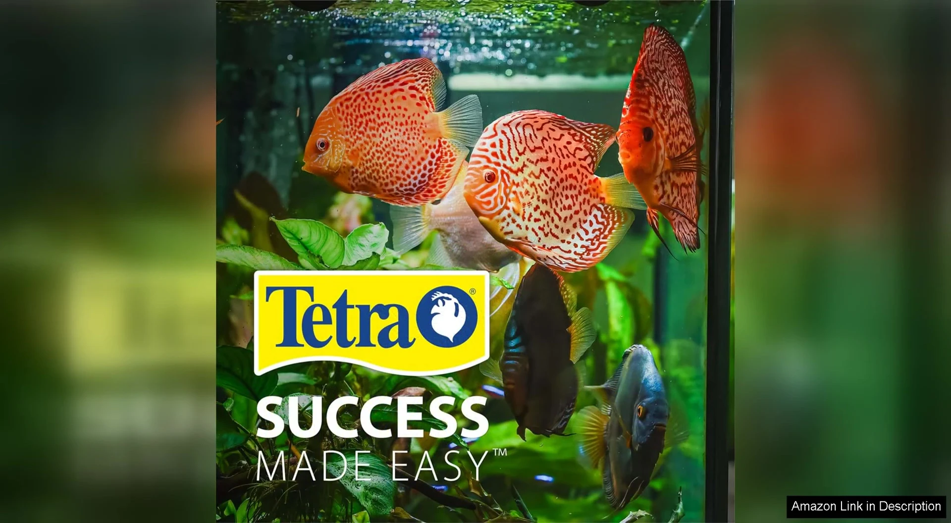 Clear plastic construction allowing a 360-degree view of the aquarium.