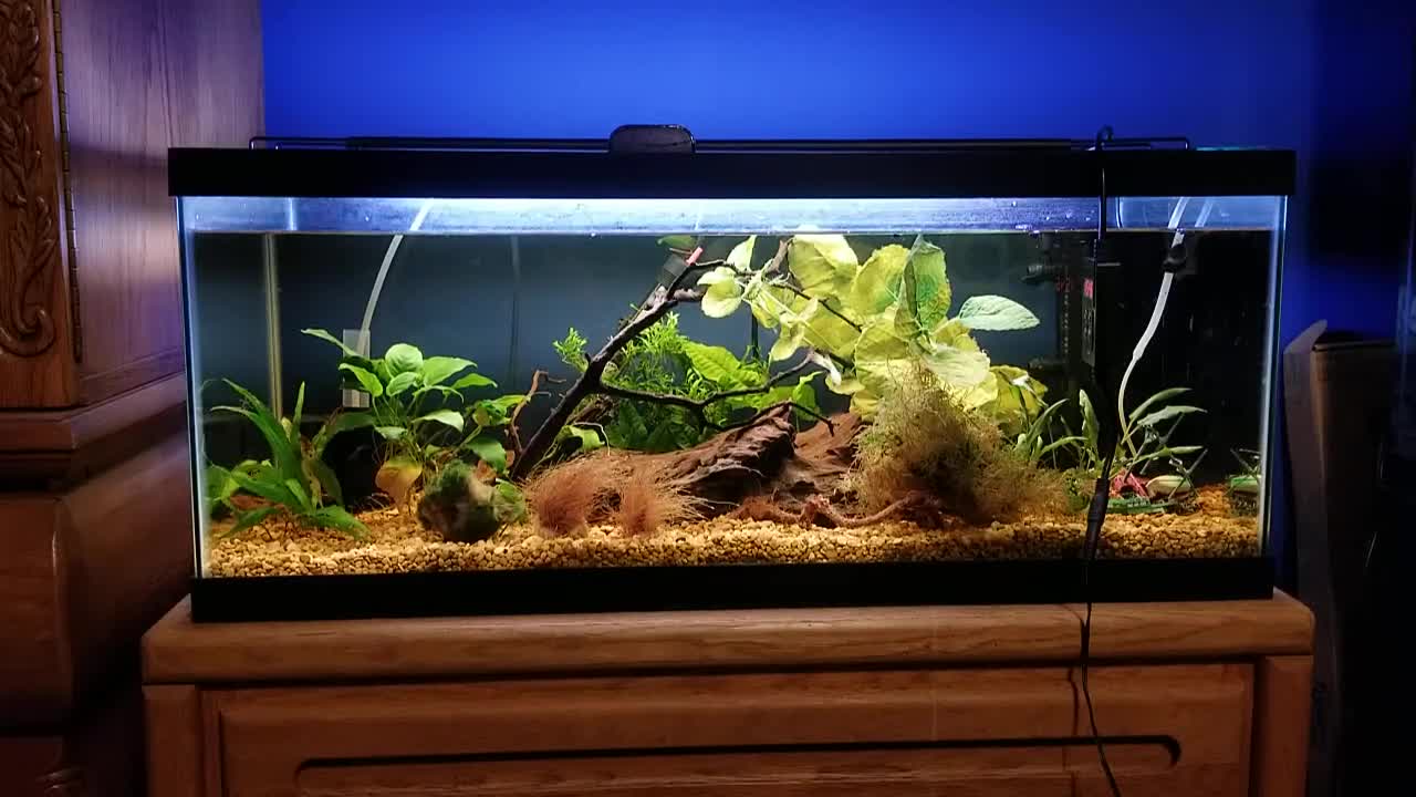 Initial view of the Nicrew RGB+W aquarium light box