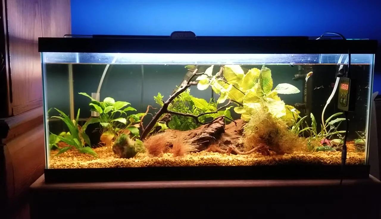 The Nicrew light installed on an aquarium