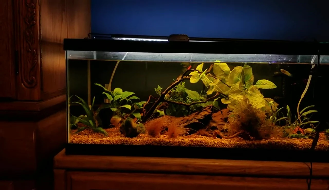 Final shot of the light on the aquarium