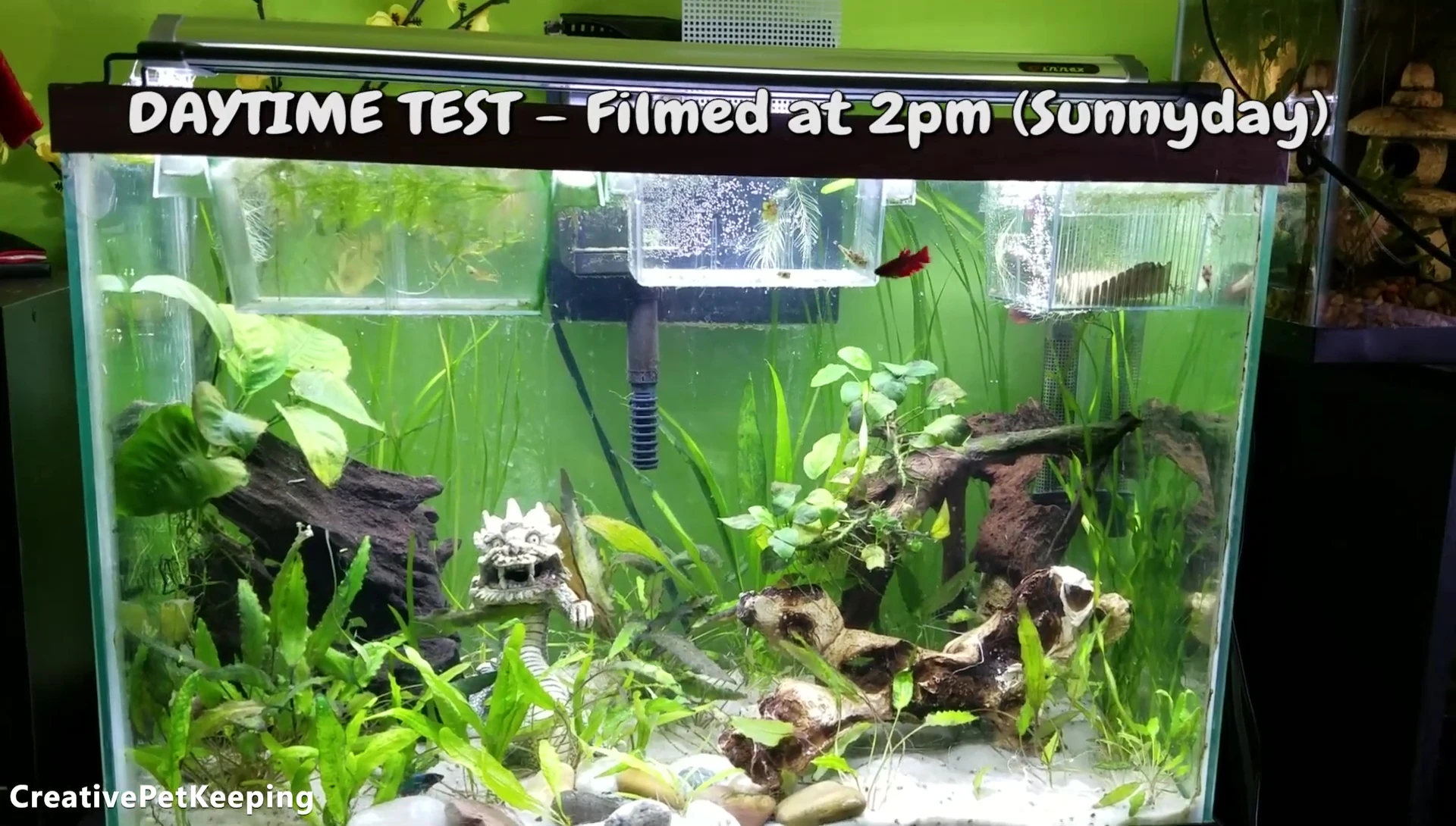 The Finnex Ray2 light illuminating the tank