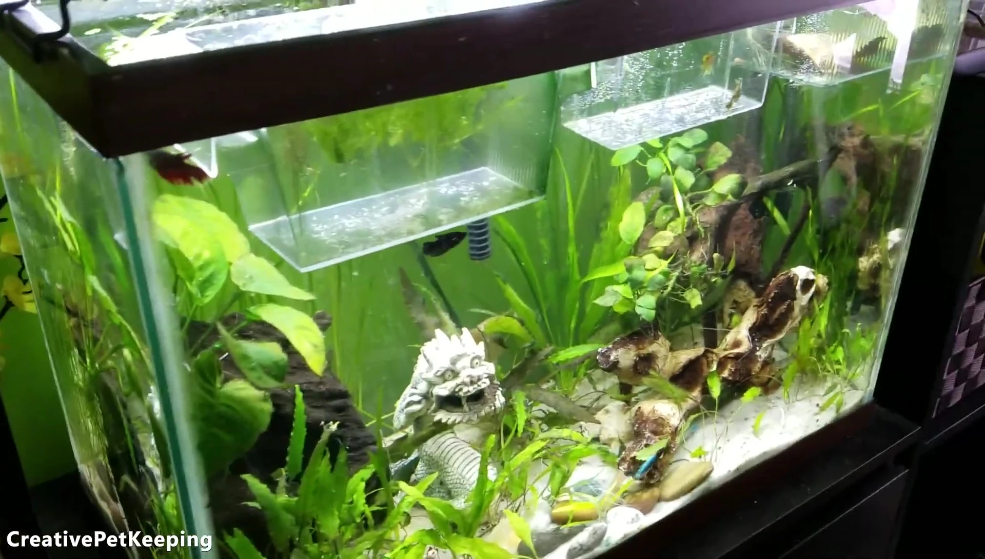 The Finnex Ray2 light on the tank with fish