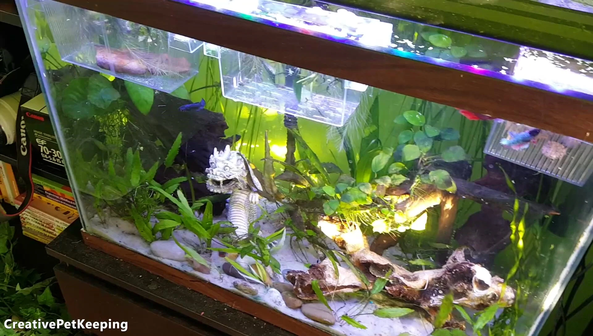 Both Marine and Finnex lights on