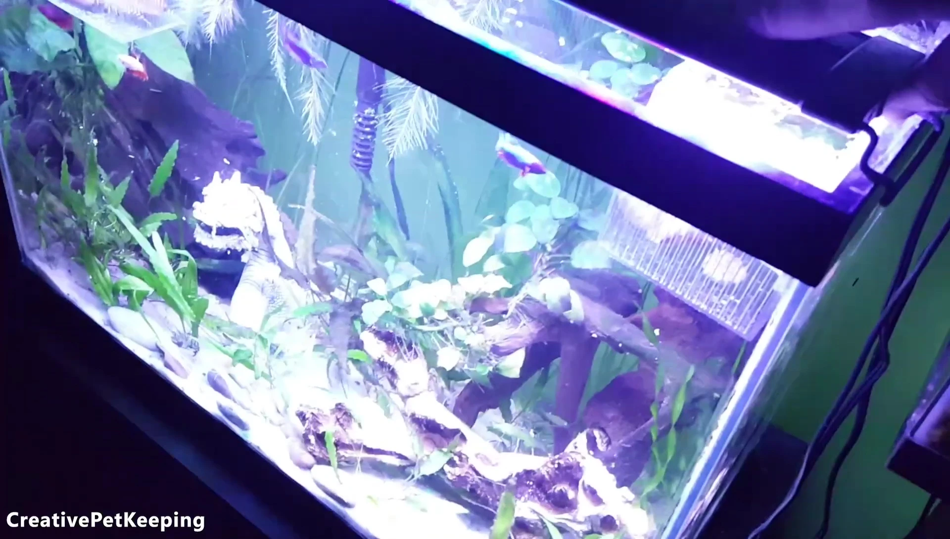Comparison of Marine and Finnex lights