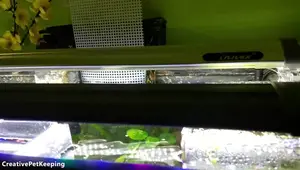 Finnex Ray2 Slim LED Aquarium Light Review: A Bright and Sleek Addition