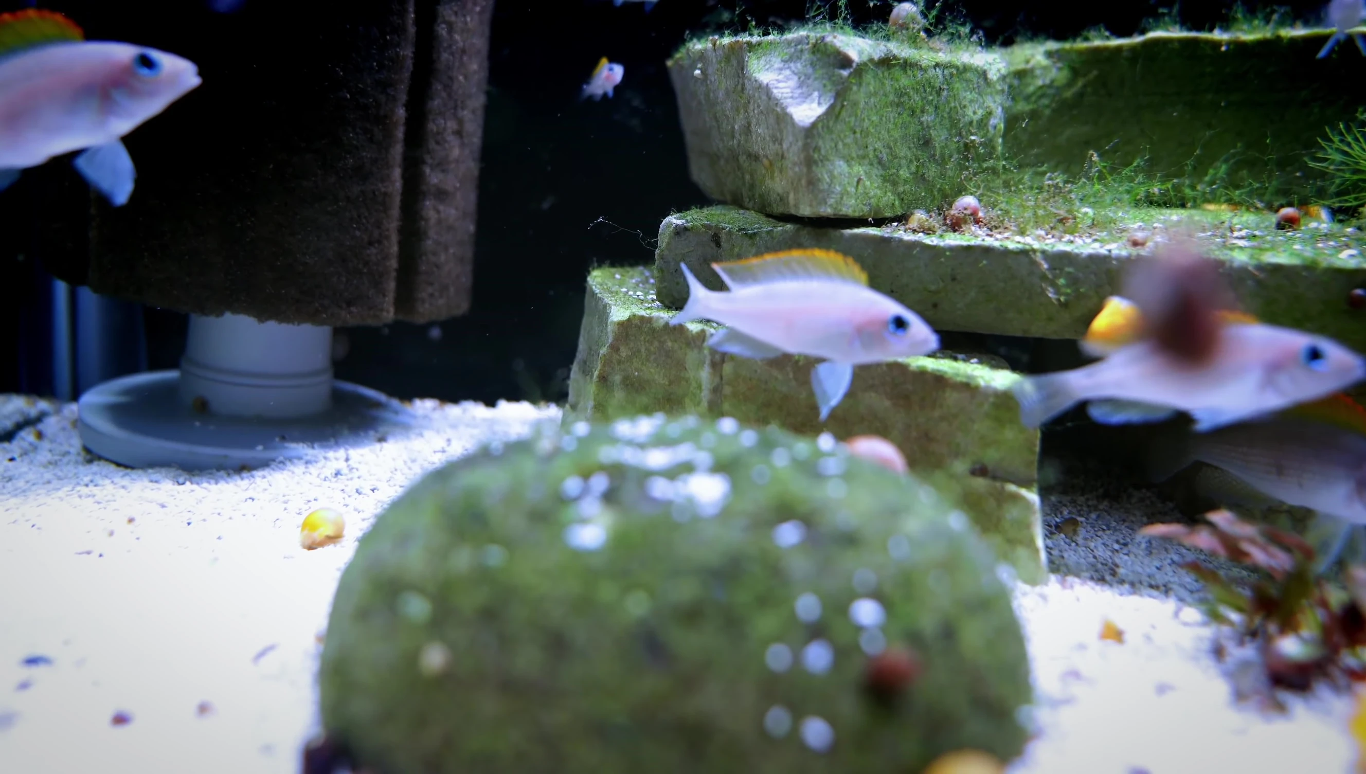Highlighting the surface area of the fine sponge filter.