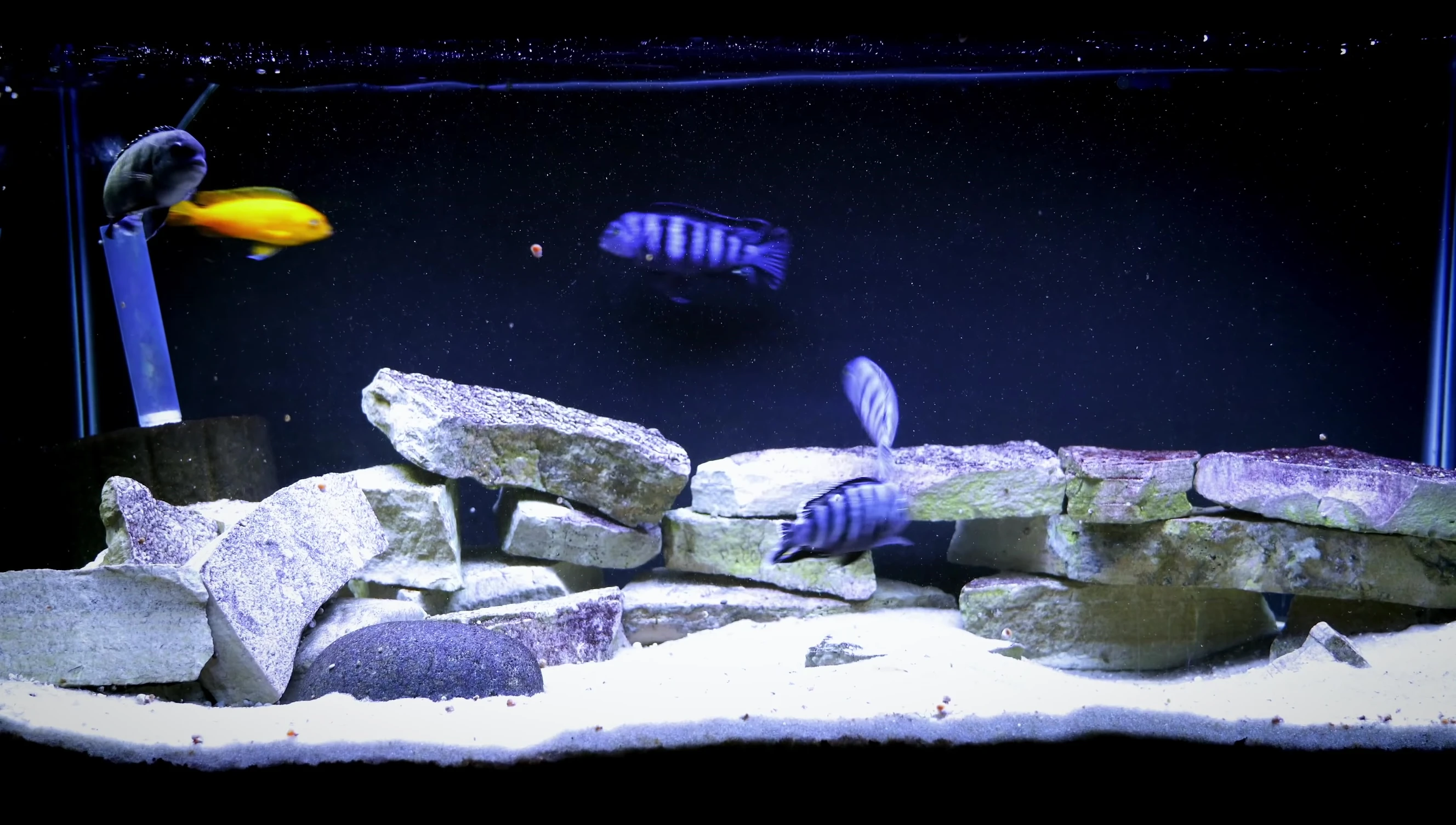 Demonstration of cleaning a fine sponge filter.
