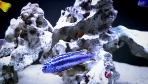 Fine vs. Coarse Sponge Filters: The Ultimate Aquarium Filtration Guide