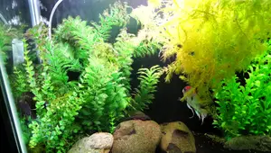Sponge Filter vs. Internal Canister Filter: Which is Best for Your Aquarium?