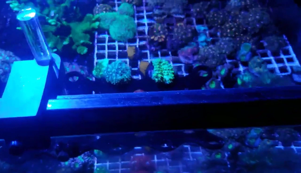 Side-by-side comparison of the coral frags under both lights