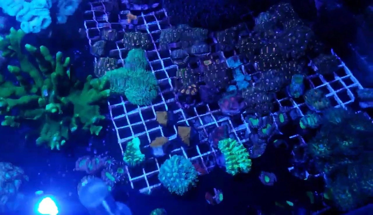 Close-up showing the size difference in the coral frags