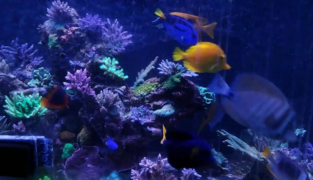 Frag in the 300-gallon tank showing similar coloration to the Nicrew Hyperreef 150 coral.