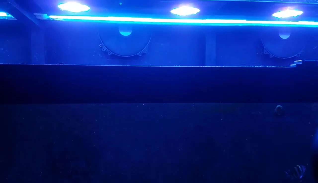 Overview of the 300 gallon tank lighting setup