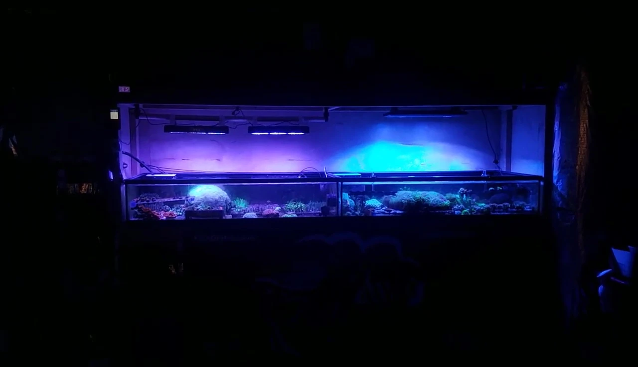 Comparison shot showcasing the different color rendering of both lights