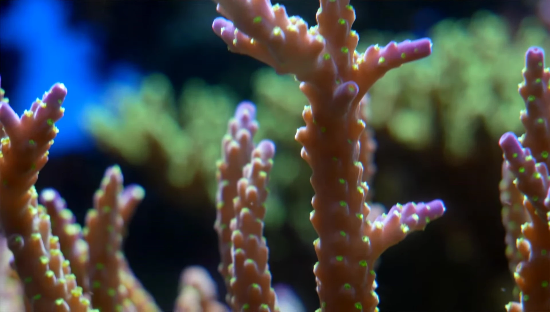 A healthy coral in a well-lit aquarium
