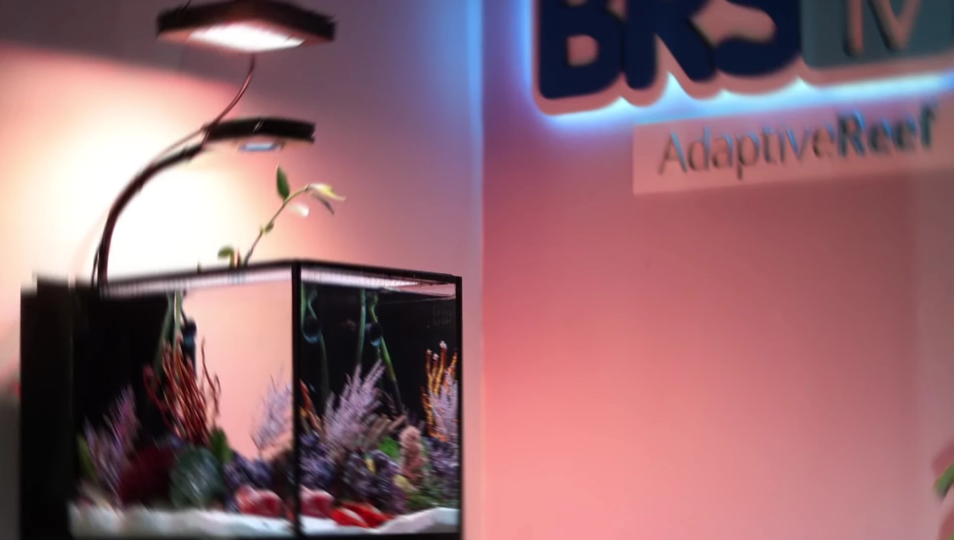 A person looking thoughtfully at a saltwater aquarium