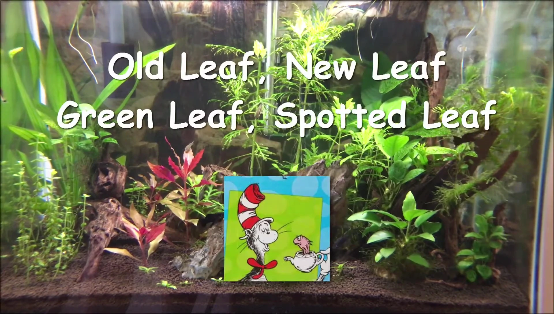 Comparison of old and new leaves on Amazon Sword plant, showing the algae damage.