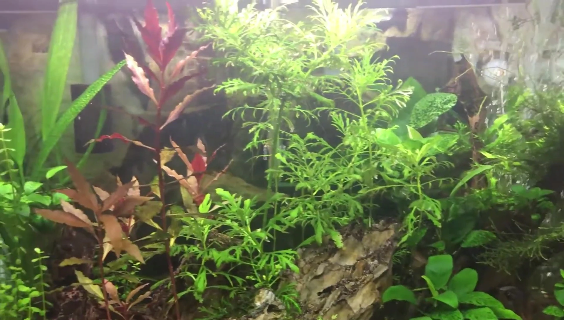 The aquarium after recovery, showing some remaining algae.