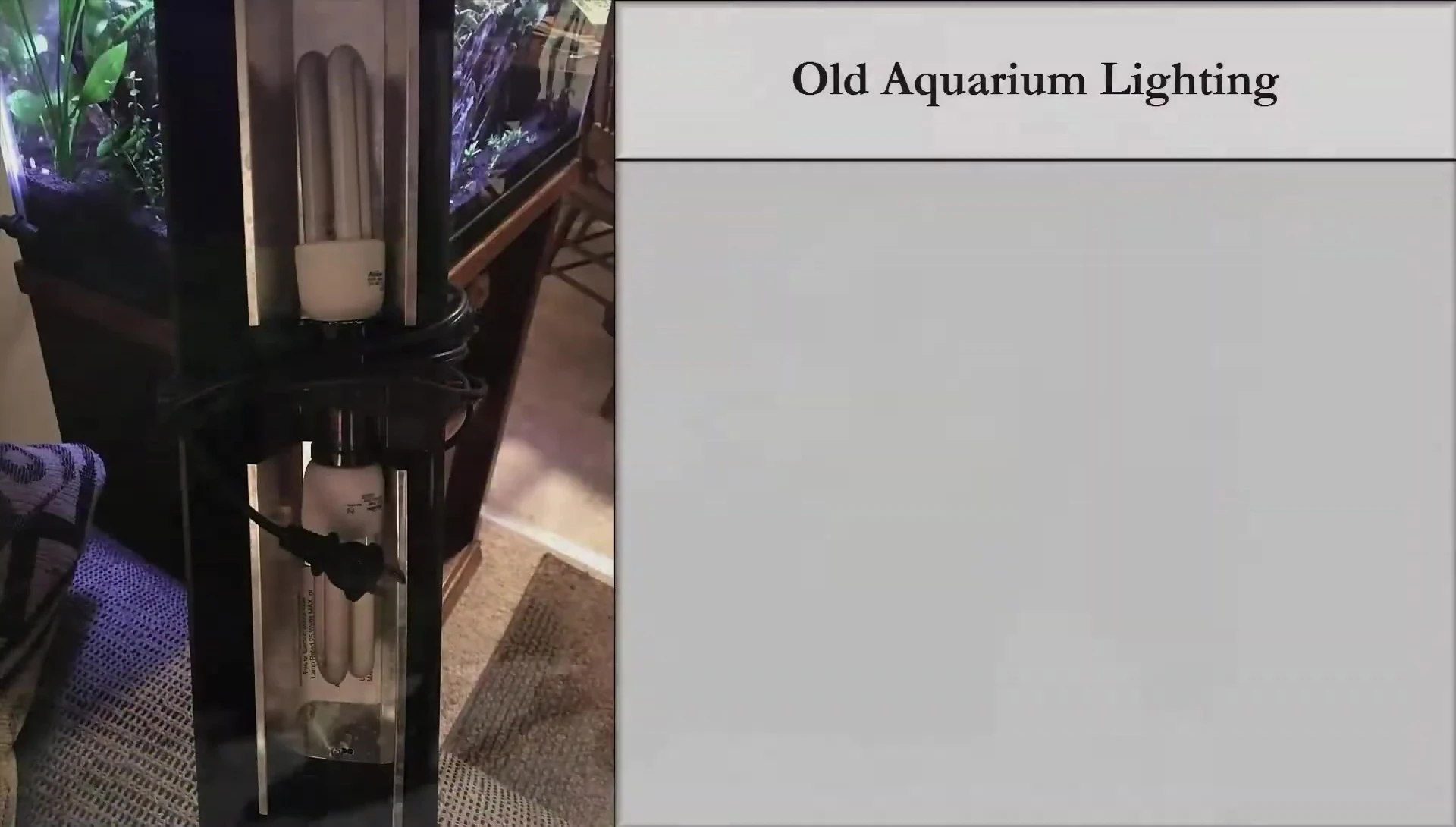 The old low-light aquarium setup with Anubias plants.