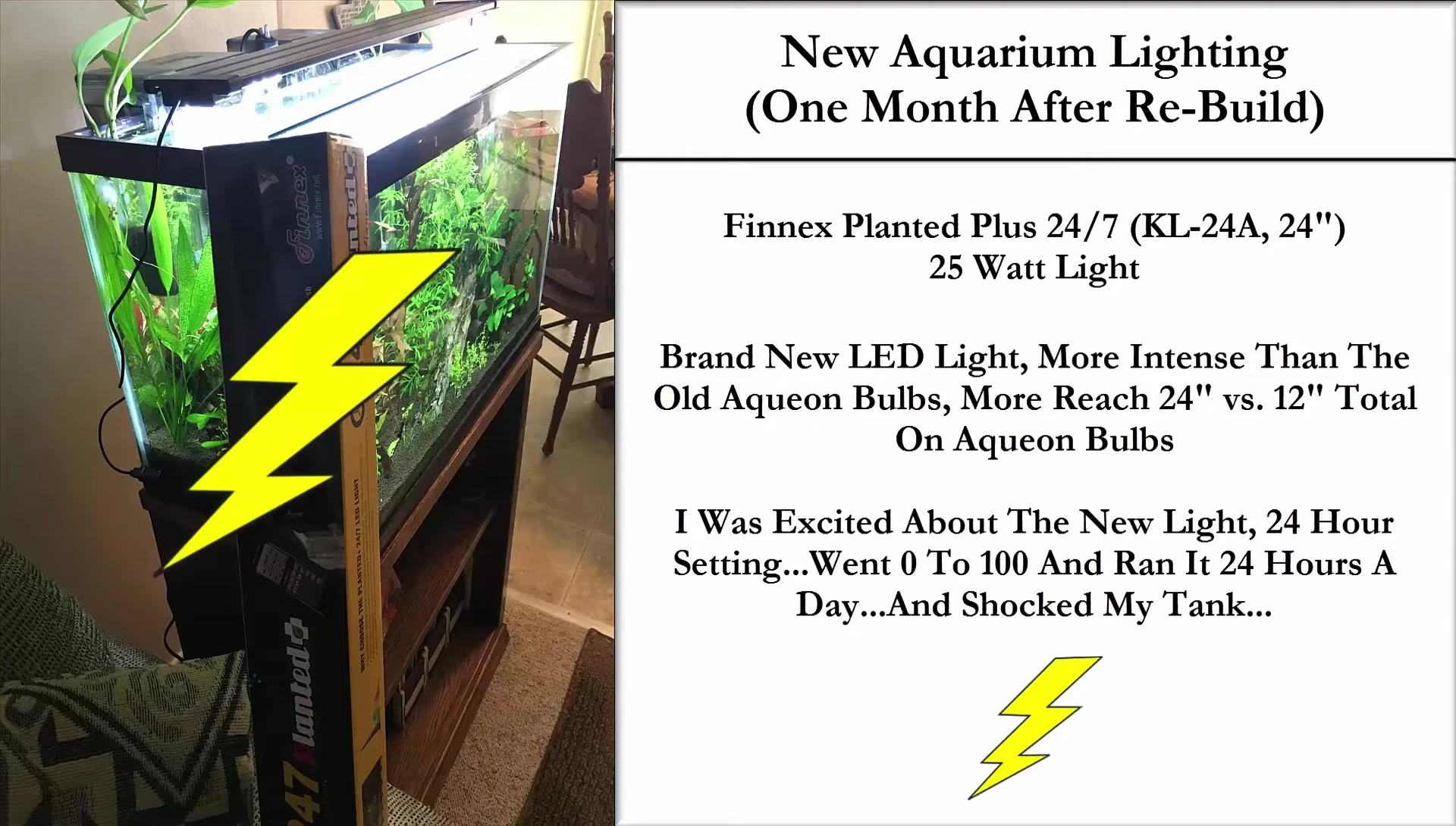 The algae-covered aquarium after the lighting upgrade.
