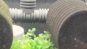 Dual Sponge Filter Modification: A DIY Upgrade for Aquarium Filtration