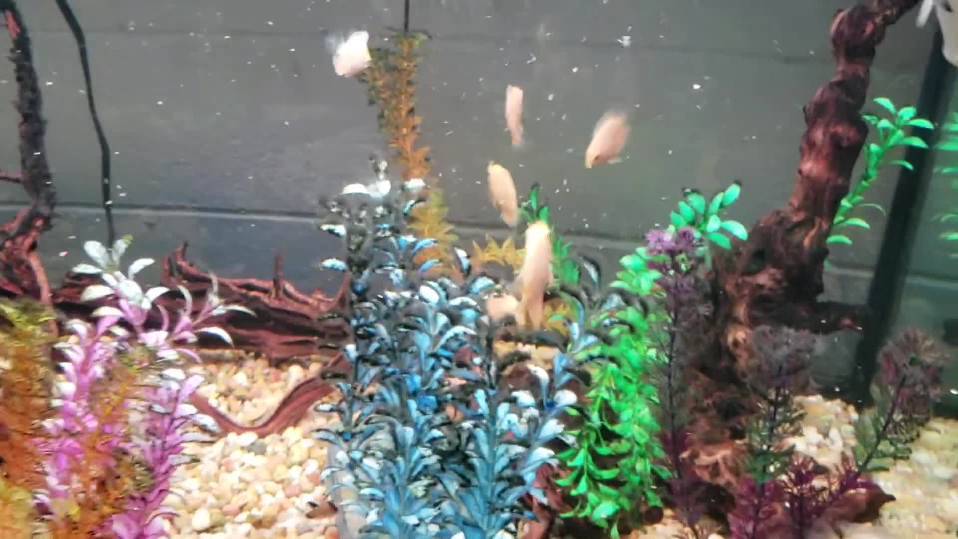 Close-up of Super Red Seven babies