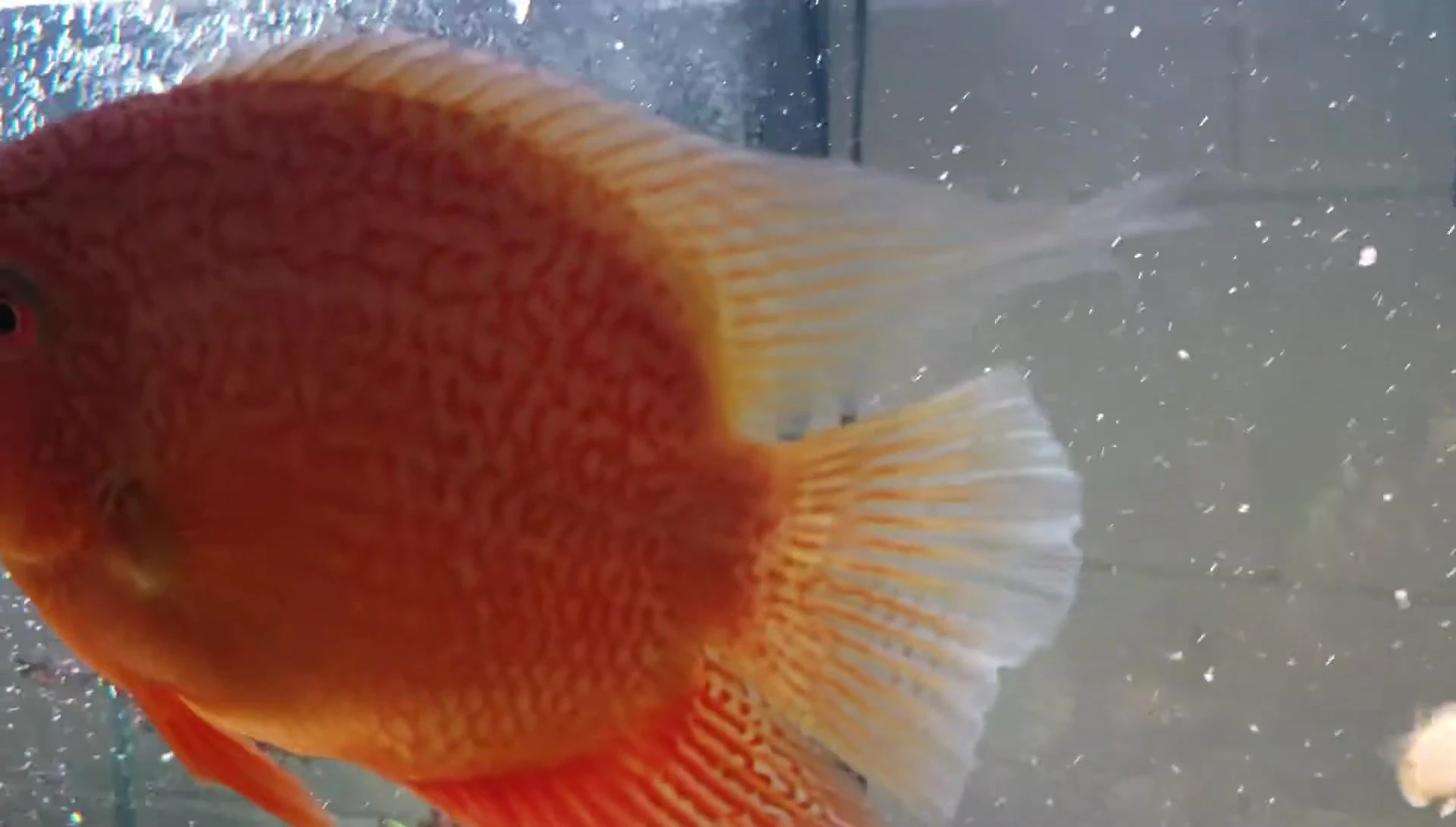Adult Super Red Seven