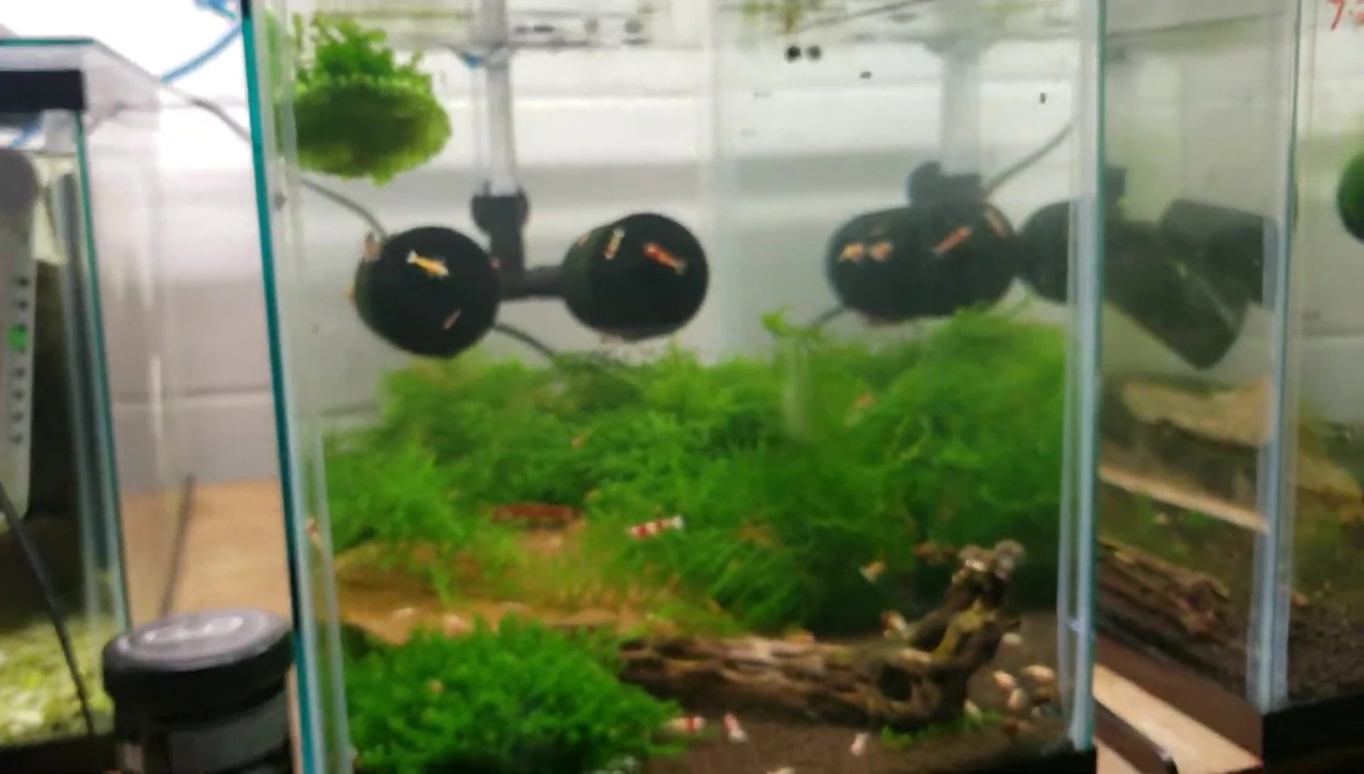 Clean aquarium tank