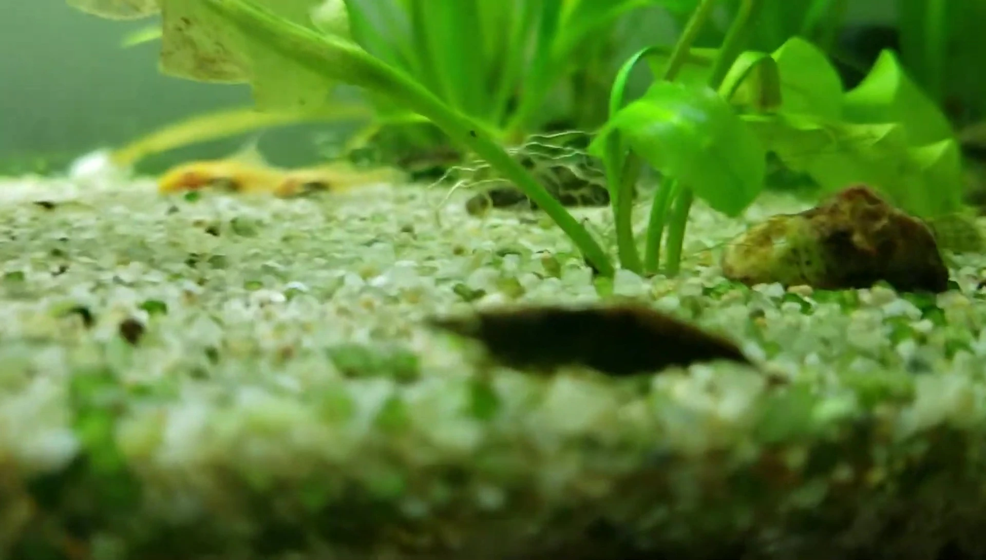 Neocaridina shrimp tank