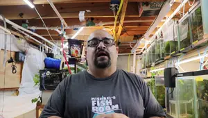 Aquarium Sponge Filters vs. Hang-on-Back Filters: A Detailed Comparison