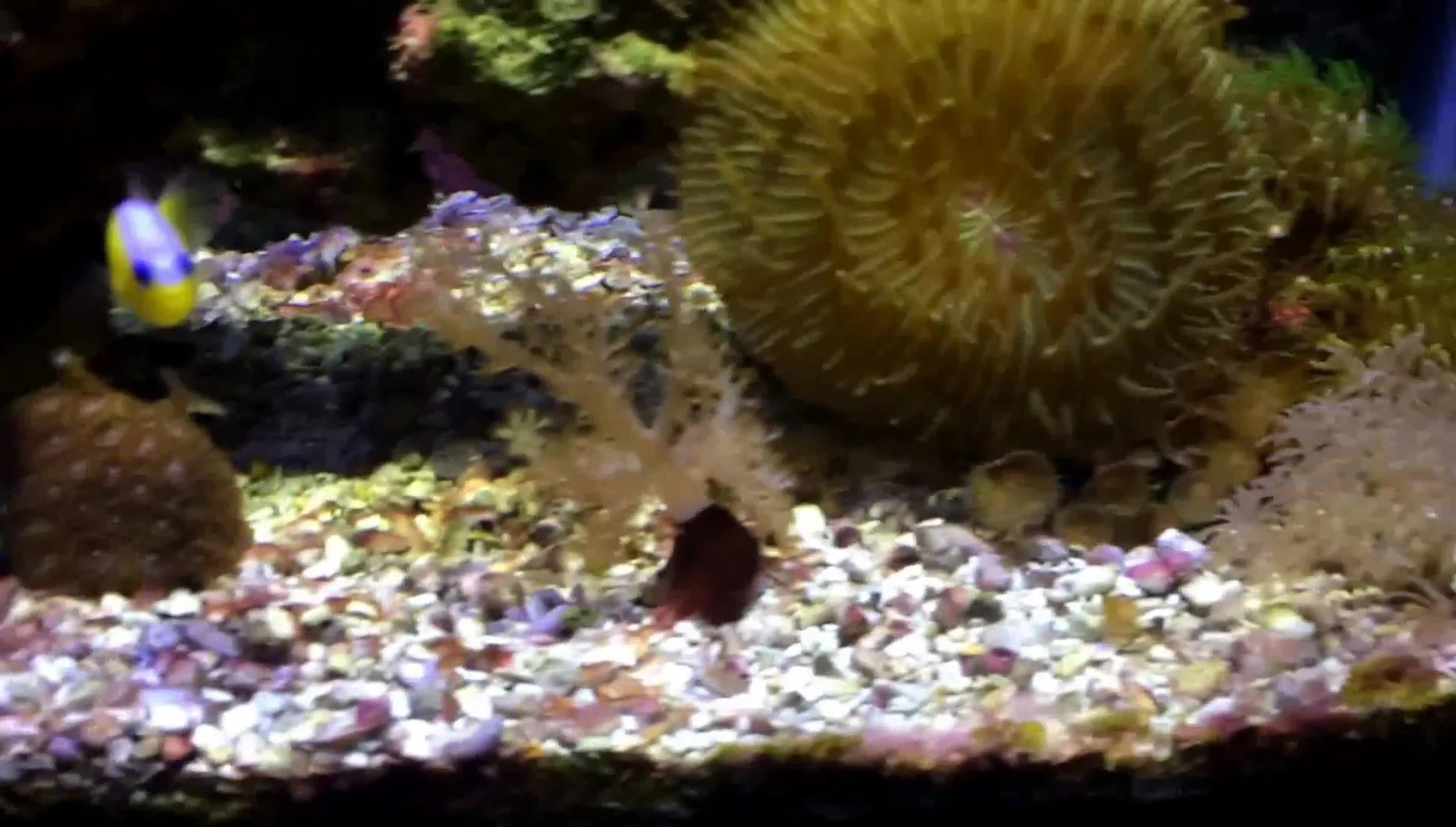 Close up of the large plate coral