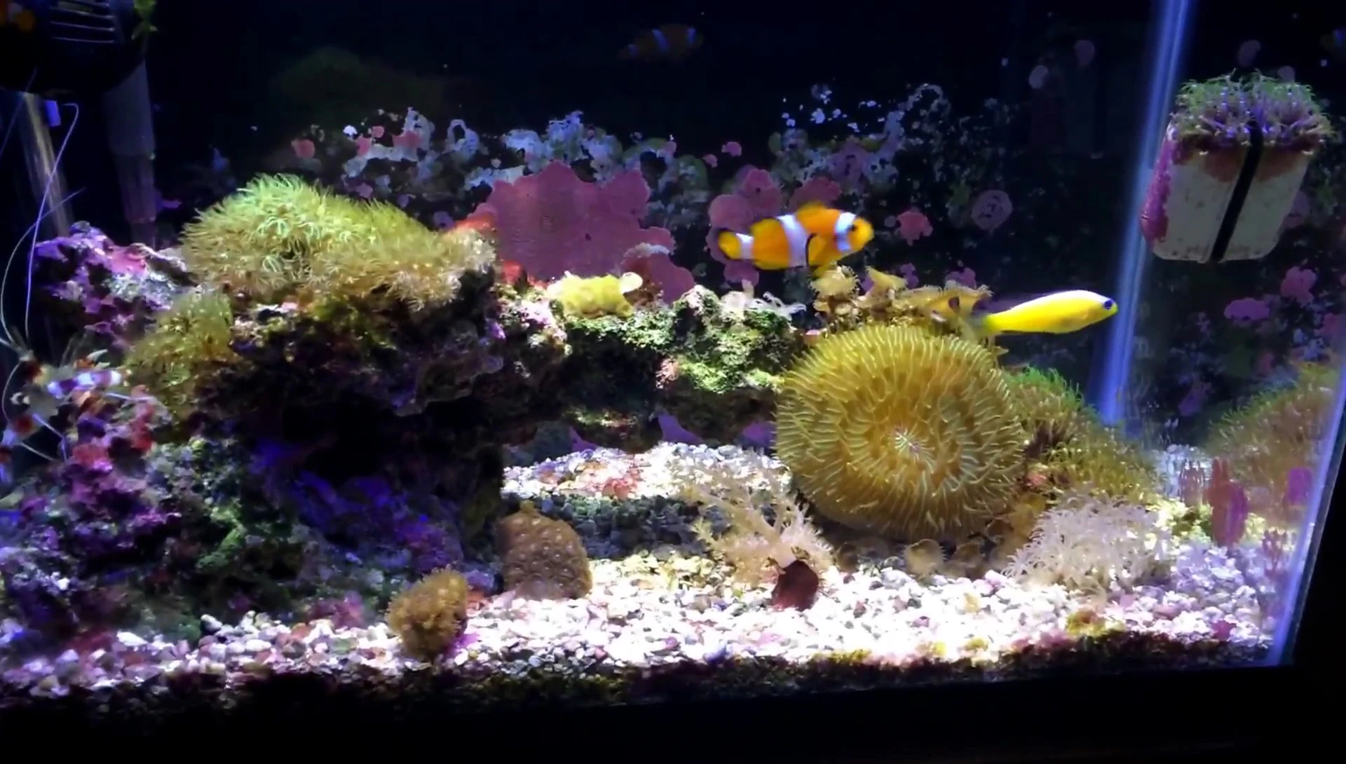 Shot of the tank with a suggestion of future upgrades