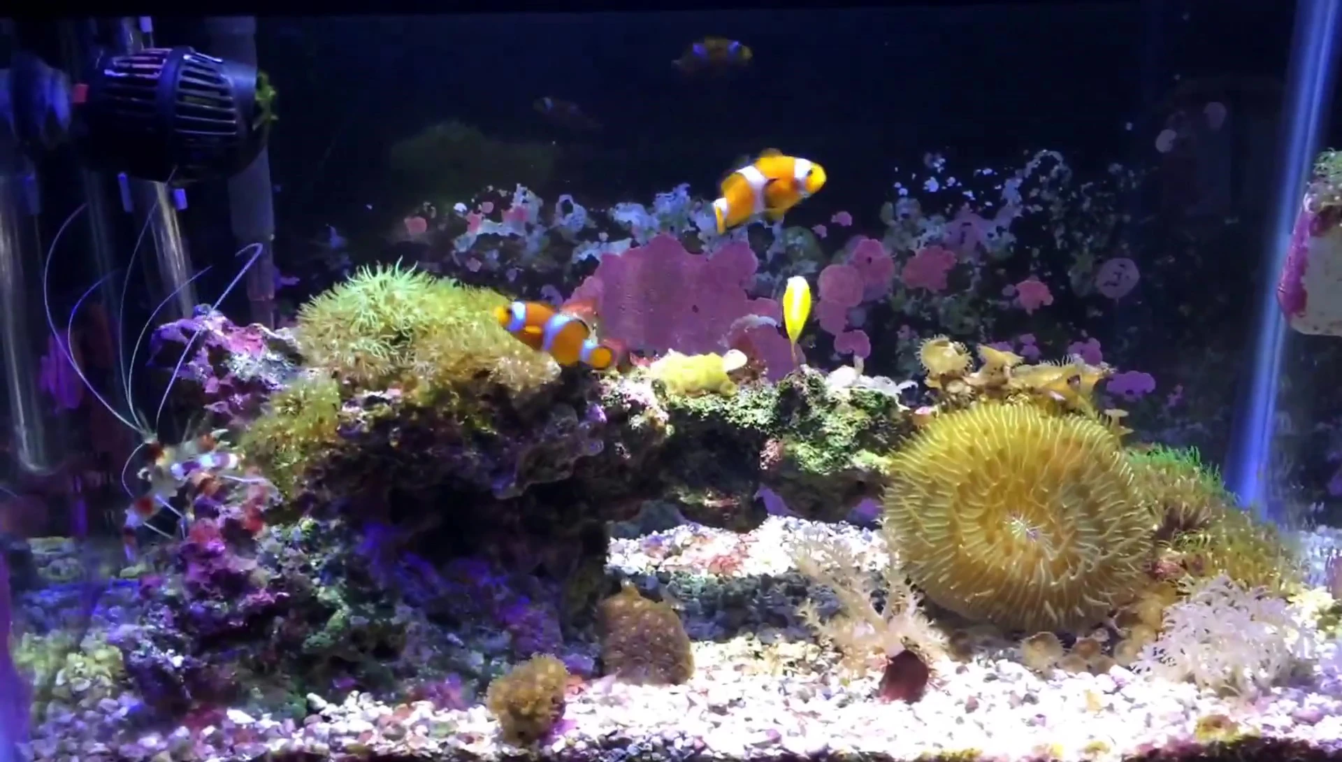 My Aquarium Box logo