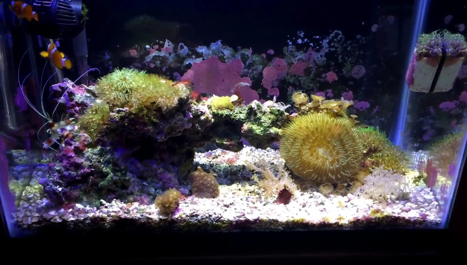Pricing information for My Aquarium Box subscriptions