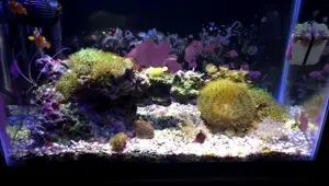10 Gallon Nano Reef Tank Update: 2+ Years of Success and Experiments