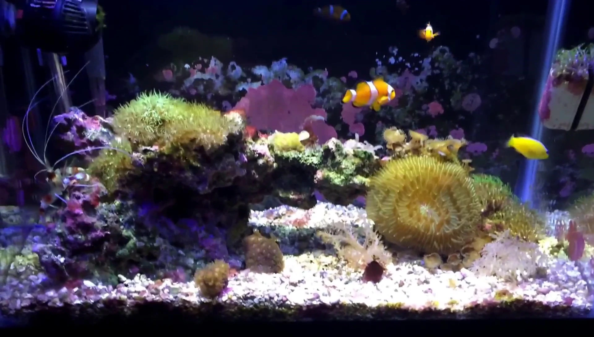Overall shot of the 10-gallon nano reef tank