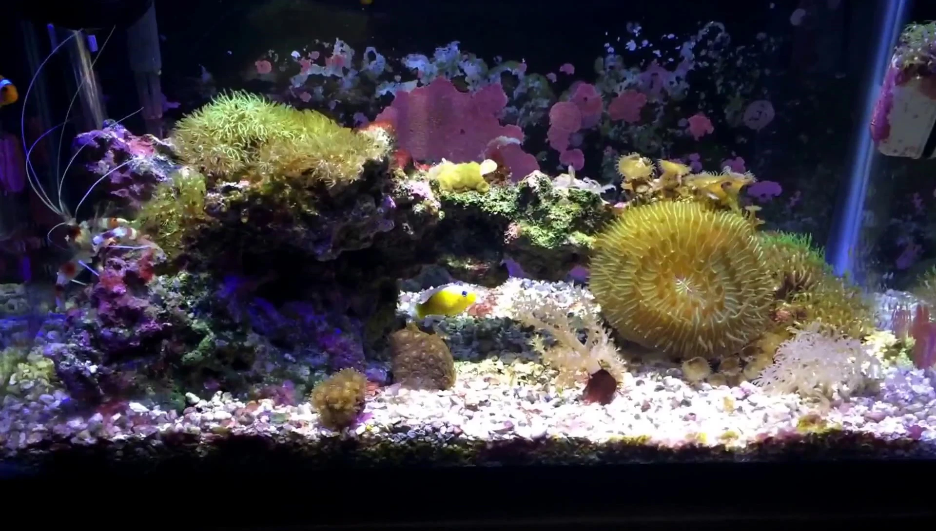 Close-up shot of coral growth within the tank